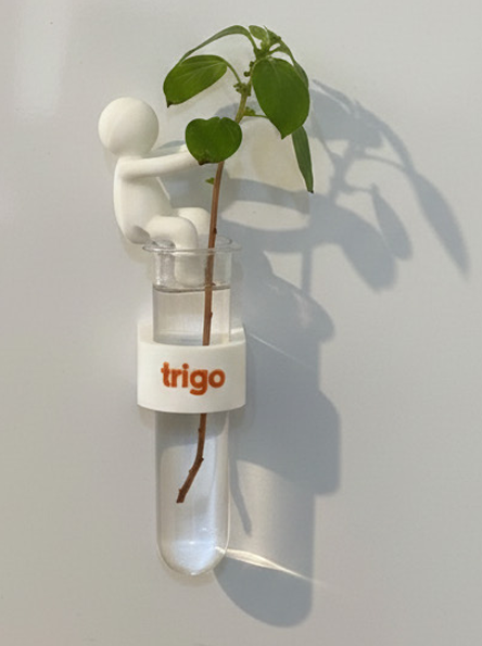 אגרטל מגנטי עם דמות - אגרטל ייחור מגנטי כם דמות מעוצבת שמוסיפה קריצה ואופי. 