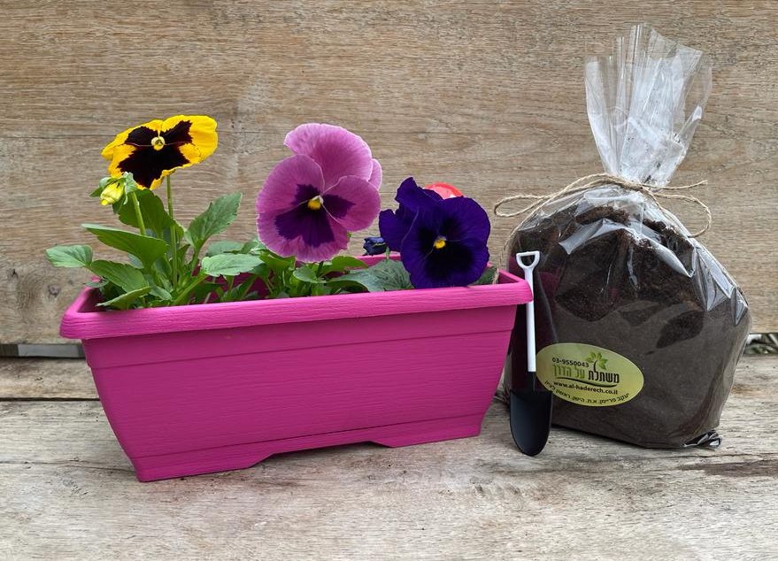 אדנית מיקס צבעים עם שתילי אמנון ותמר + מיני כף שתילה. 