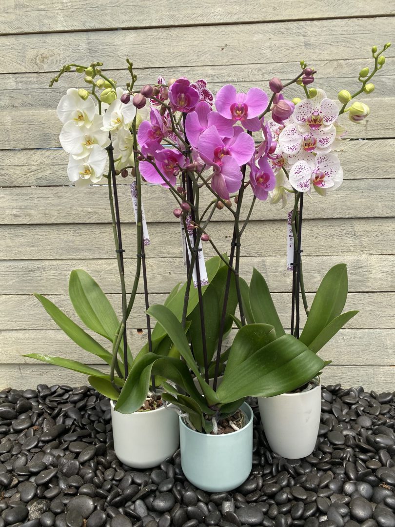 סחלב פלנופסיס – זוג ענפים (ייבוא). 
מתאים למקום מואר בתוך הבית, העדפה לצד מזרח-דרום.
ללא חשיפה לשמש ישירה, לרוח ולמזגן.
השקיה פעם בשבוע עד 10 ימים – השקיה תתבצע אך ורק על שטח השורשים ללא מגע בעלים.
מומלץ לדשן בדשן סחלבים אחת לשבועיים.