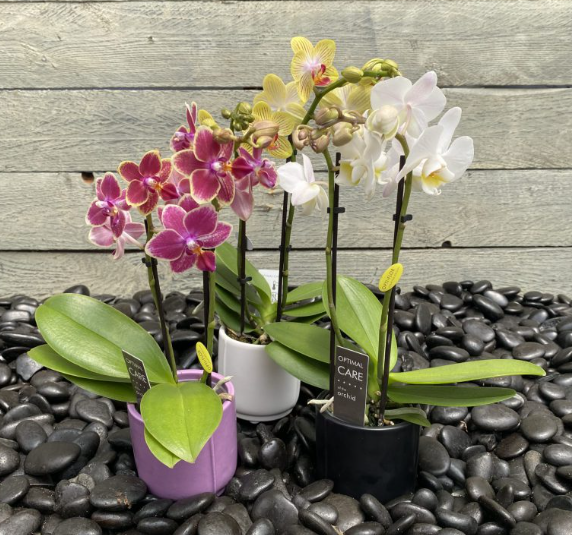 סחלב פלנופסיס – מיקרו.
מתאים למקום מואר בתוך הבית, העדפה לצד מזרח-דרום.
ללא חשיפה לשמש ישירה, לרוח ולמזגן.
השקייה פעם בשבוע עד 10 ימים – השקייה תתבצע אך ורק על שטח השורשים ללא מגע בעלים.
מומלץ לדשן בדשן סחלבים אחת לשבועיים.