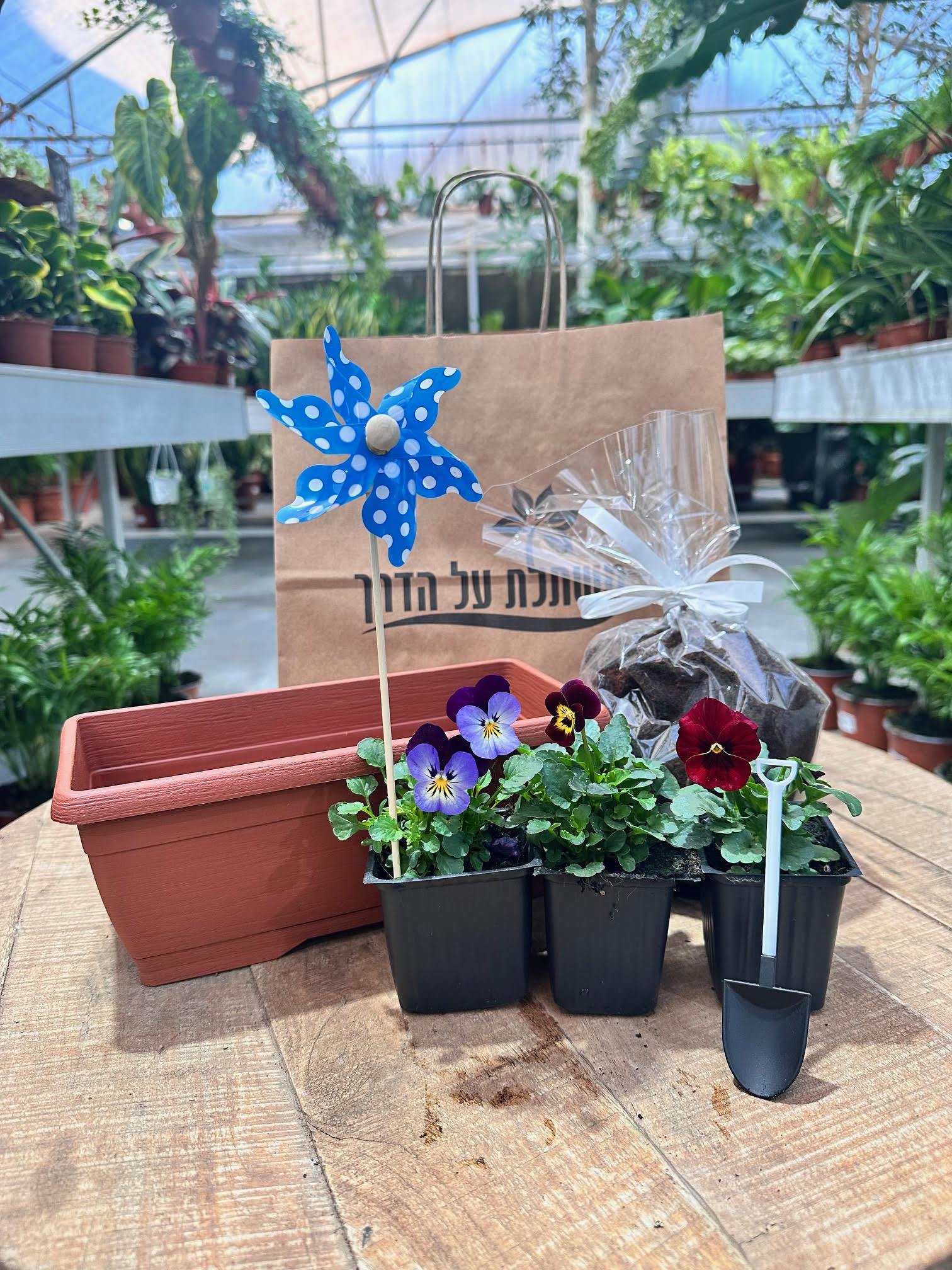 מארז שתילה – אדנית פורחת. המארז כולל: אדנית, 3 פורחים בע