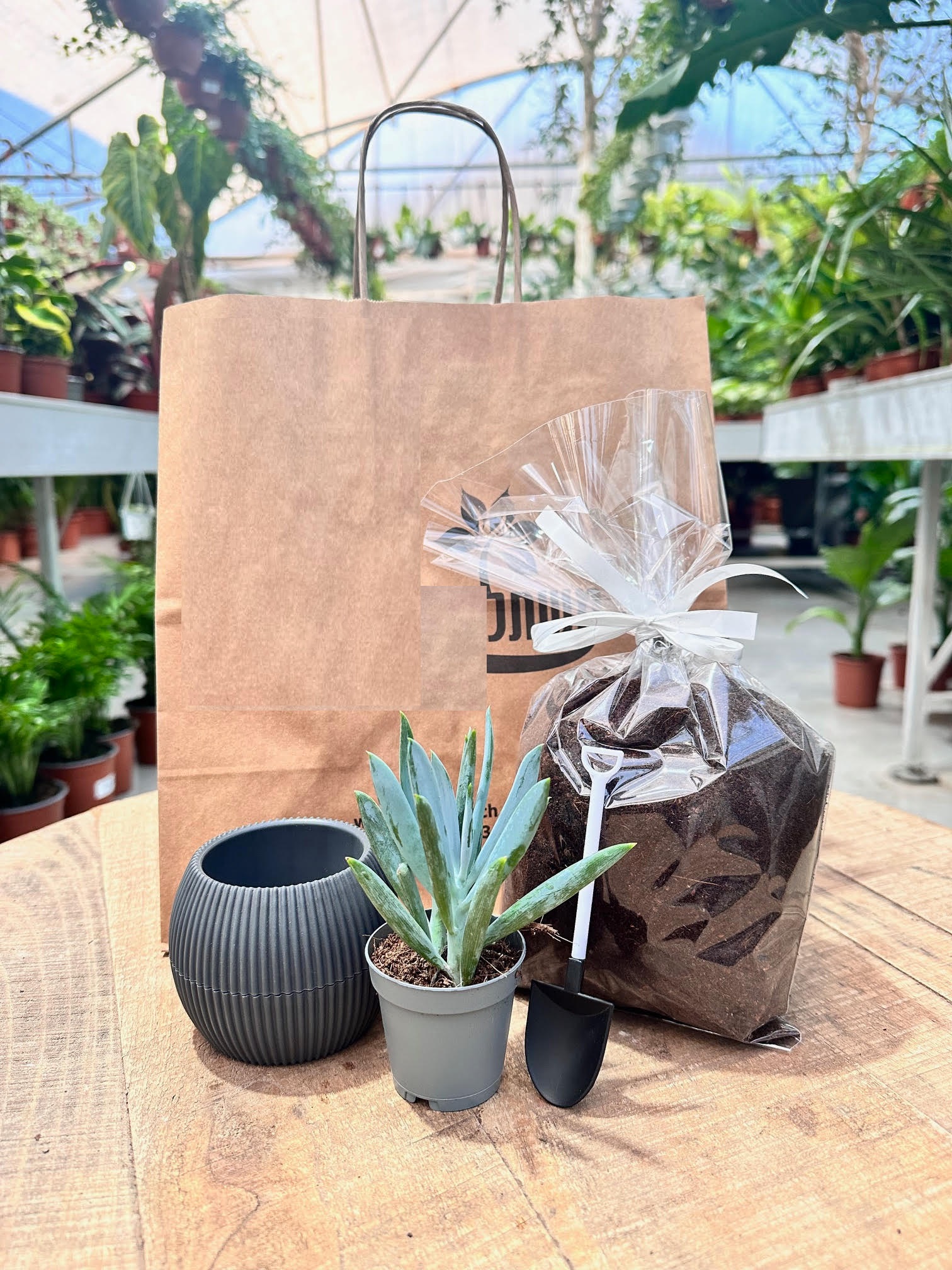 ערכת שתילה – סוקולנט. 