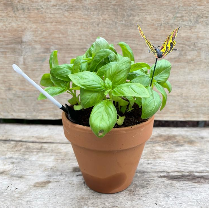 עציץ תבלין בטרקוטה. 
קוטר הכד 13 ס