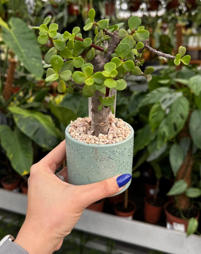 עץ האושר/עץ הכסף בכלי קרמיקה. 
קוטר הכלי 10 ס