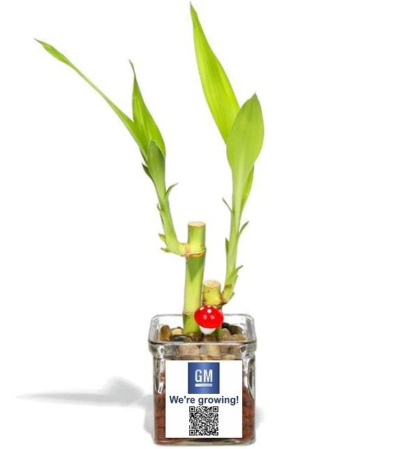 עץ המזל Lucky Bamboo לאקי במבוק - קנה 1 בעציץ. 