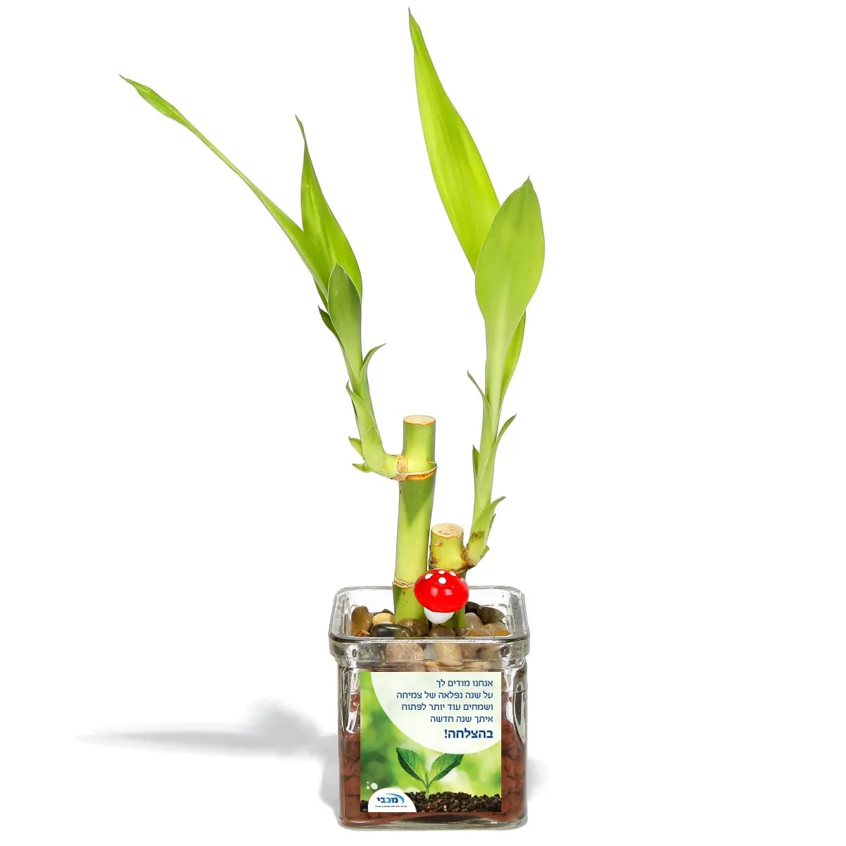 עץ המזל Lucky Bamboo לאקי במבוק - קנה 1 בעציץ. 