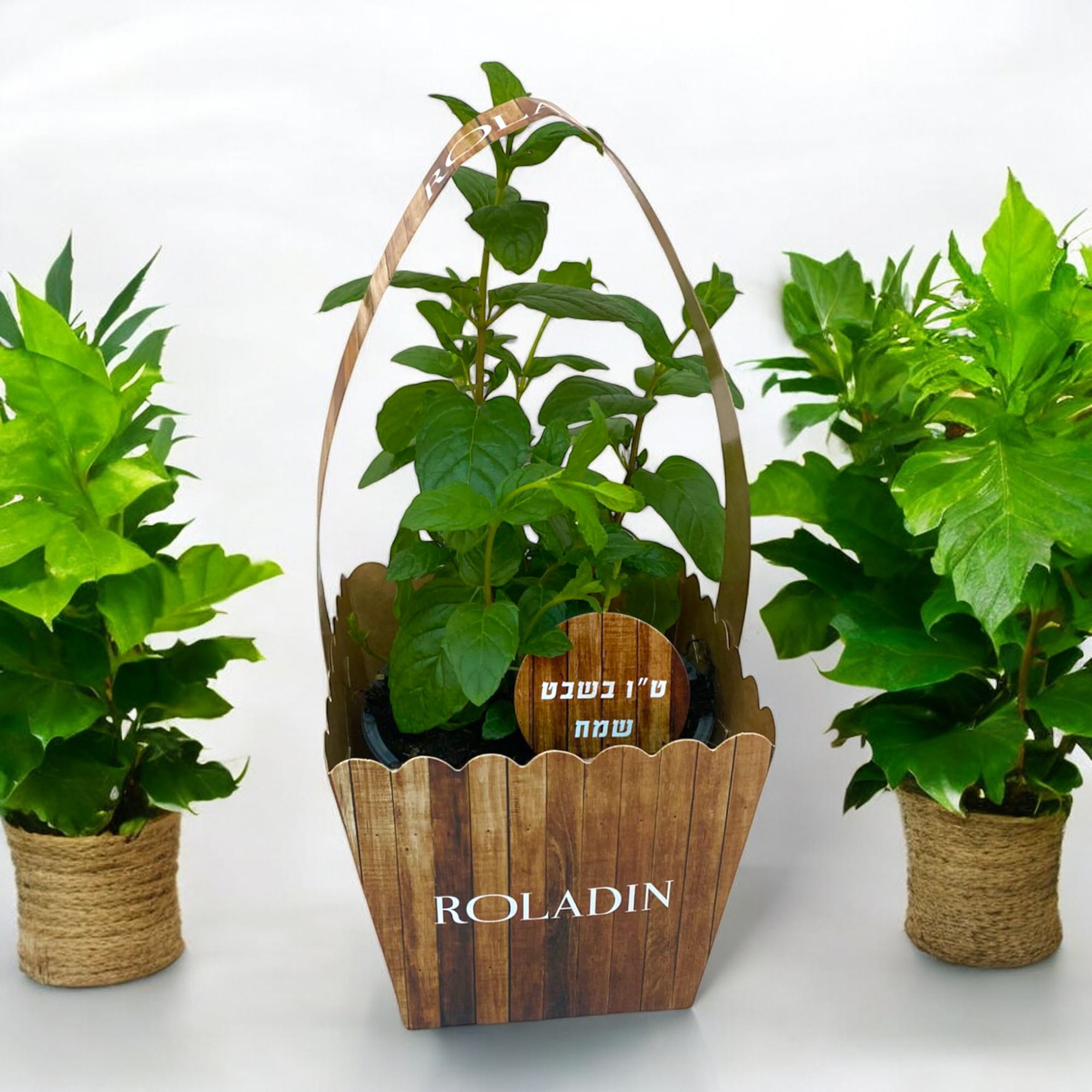 עציצי תבלין במארז מנשא. 