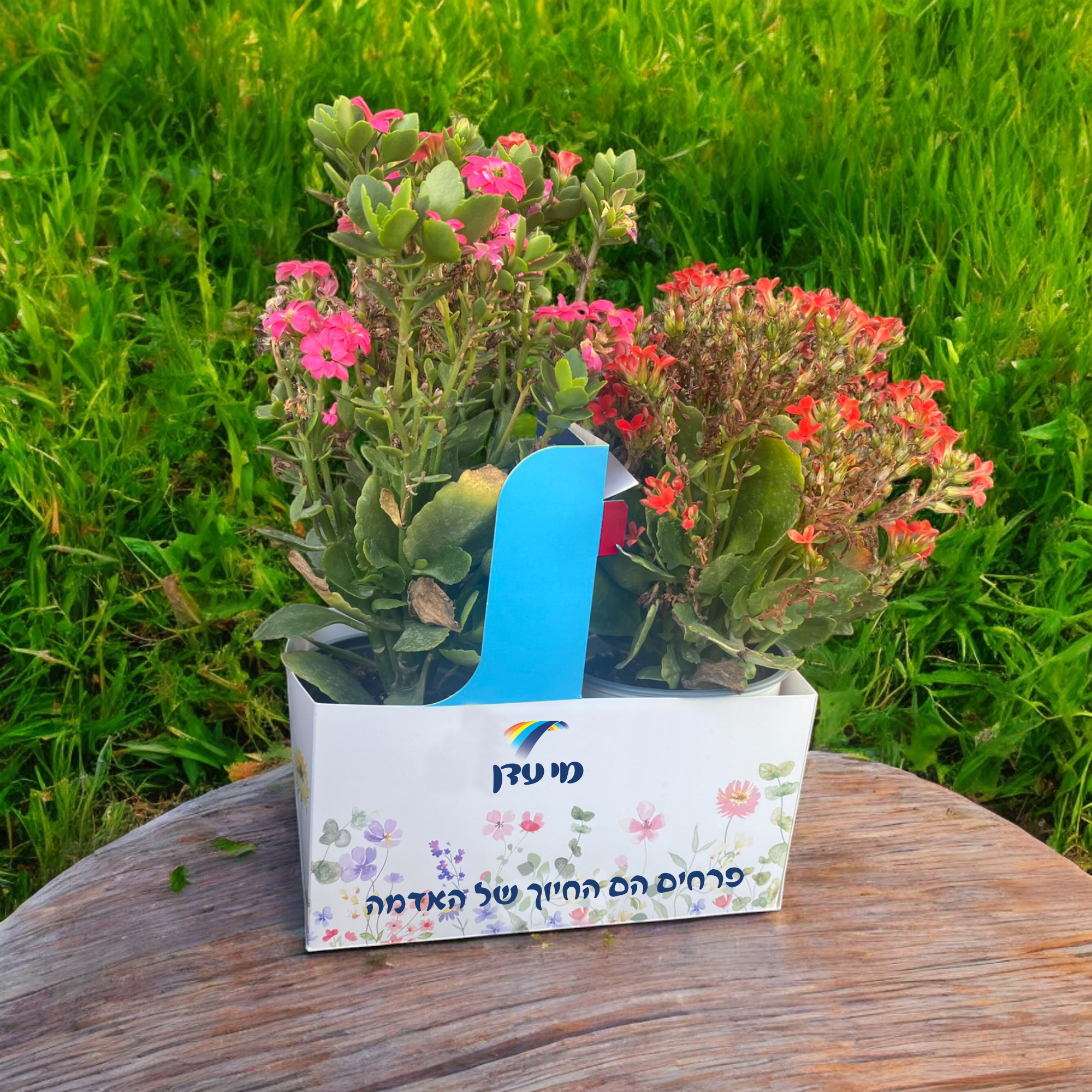 עציצי נוי במארז מנשא זוגי. 