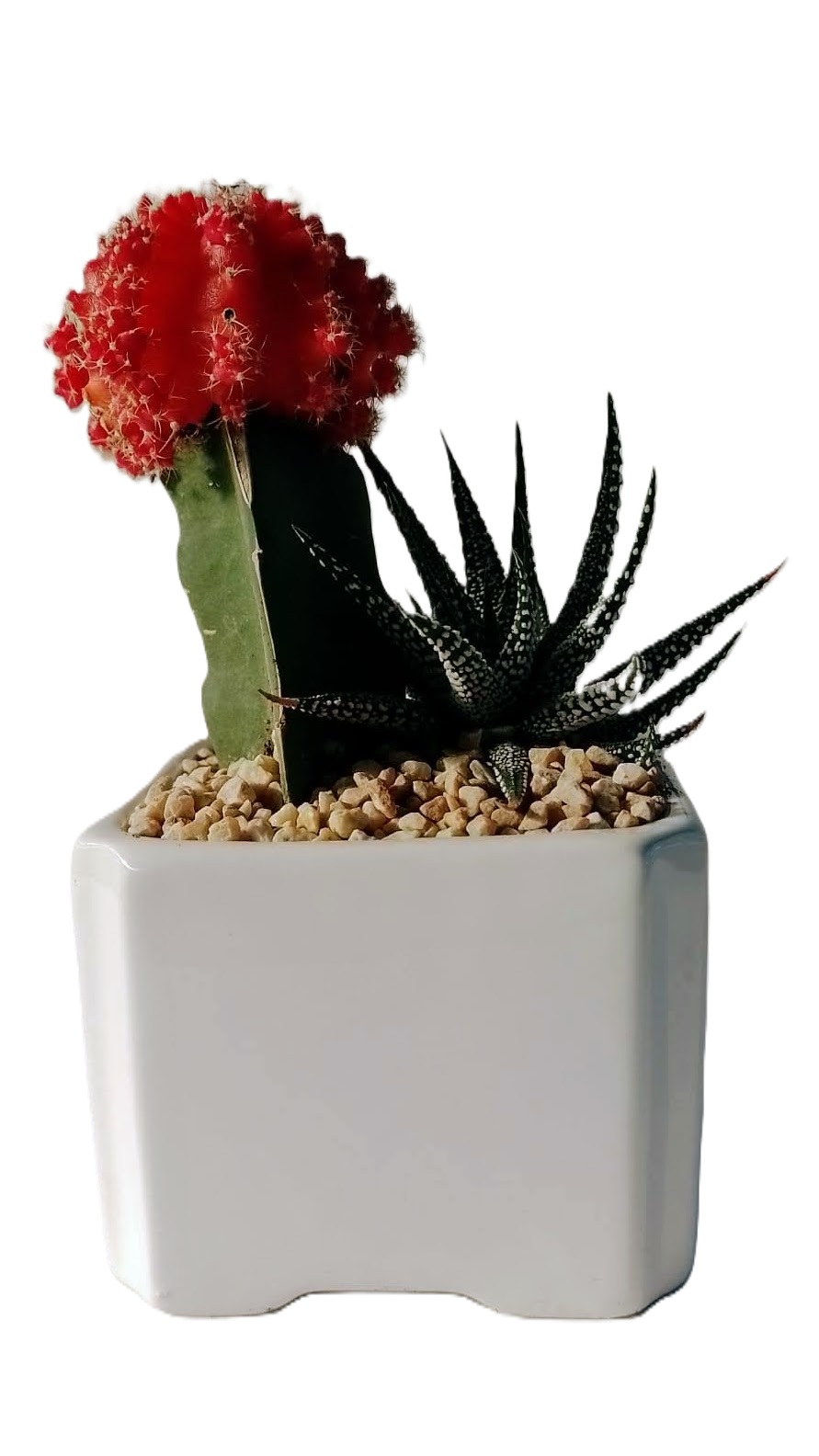 קקטוס/סוקולנט בעציץ קרמי 9x9 ס"מ. 