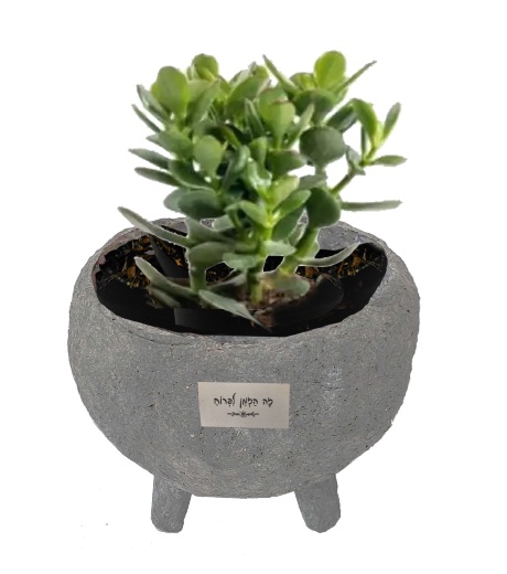 עציץ מעוצב עם סקולנט - עציץ ממוחזר עם רגליים בקוטר 15×18 ס